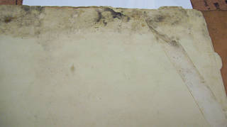 mold and water damage