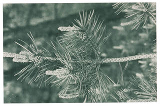 carbon print tree branch