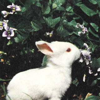 Offset lithograph detail